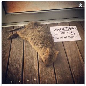 Meet your Posher, Jorge